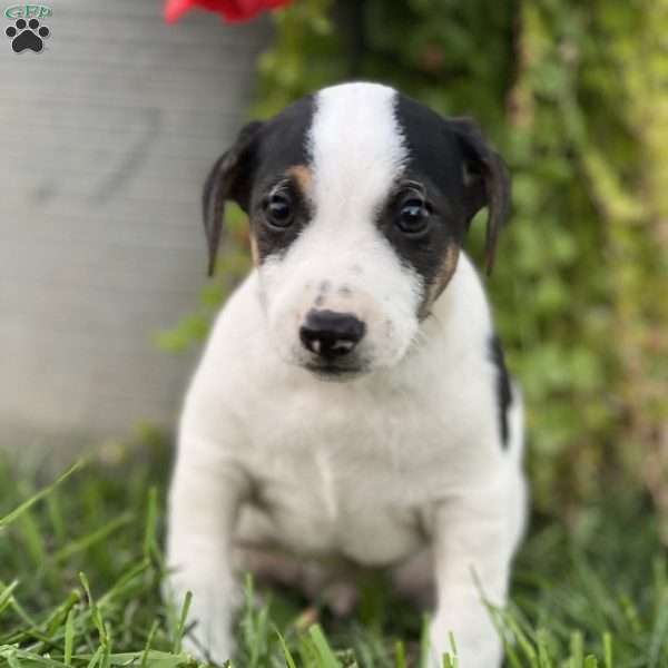 Keith, Jack Russell Terrier Puppy