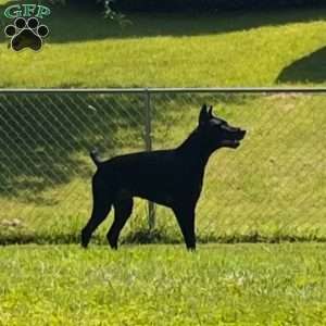 Melanistic – Diamond, Doberman Pinscher Puppy