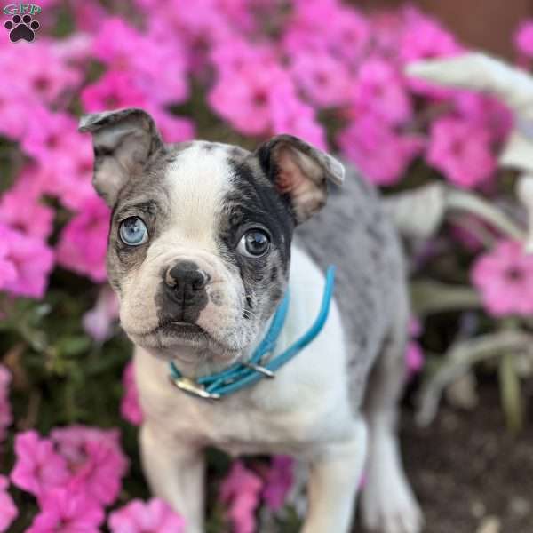 Griffin, Boston Terrier Puppy