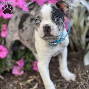 Griffin, Boston Terrier Puppy