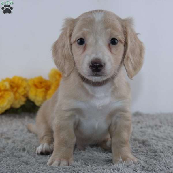 Easton, Dachshund Puppy