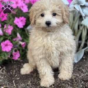 Thomas, Miniature Poodle Puppy