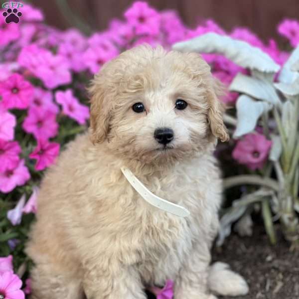 Thomas, Miniature Poodle Puppy