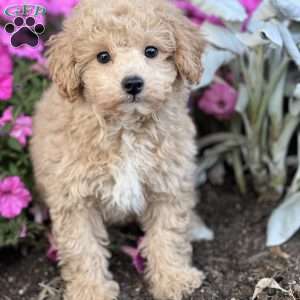 Timmy, Miniature Poodle Puppy