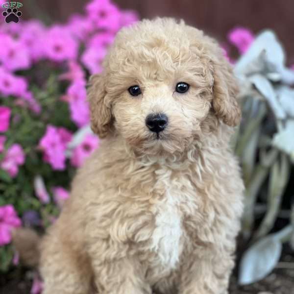 Timmy, Miniature Poodle Puppy