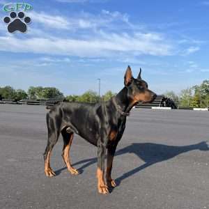 Melanistic – Diamond, Doberman Pinscher Puppy