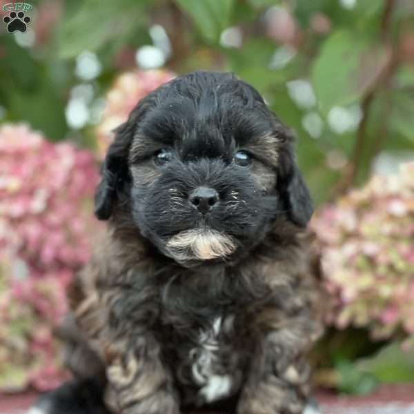 Lovie, Shih-Poo Puppy