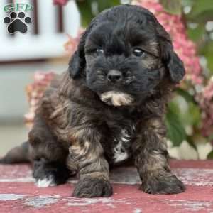 Lovie, Shih-Poo Puppy
