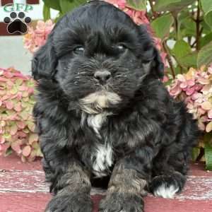 Loki, Shih-Poo Puppy