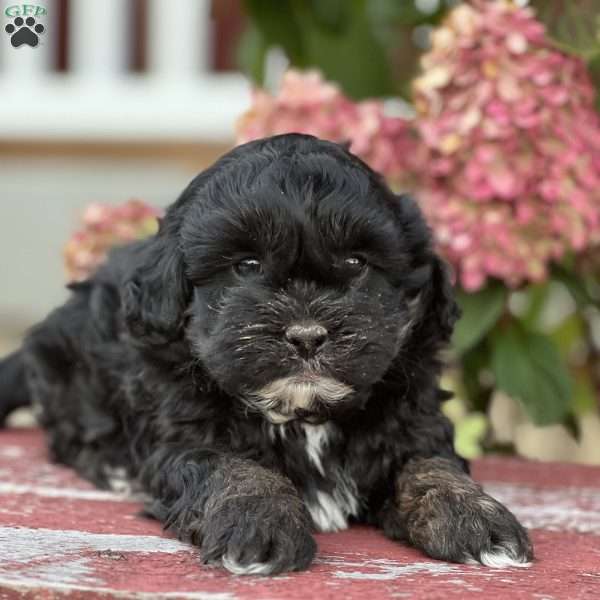 Loki, Shih-Poo Puppy