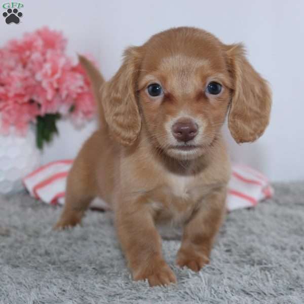 Ethel, Dachshund Puppy