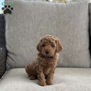 Captain, Mini Goldendoodle Puppy