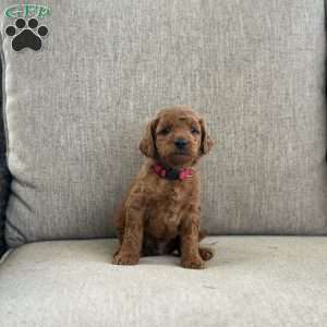 Cosmo, Mini Goldendoodle Puppy