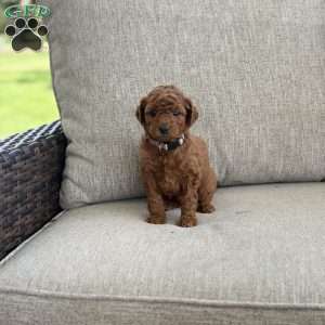 Chloe, Mini Goldendoodle Puppy