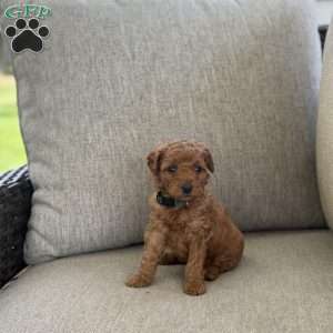 Cody, Mini Goldendoodle Puppy