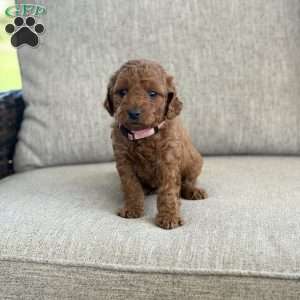 Candy, Mini Goldendoodle Puppy