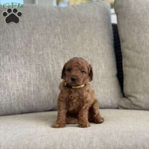 Comet, Mini Goldendoodle Puppy