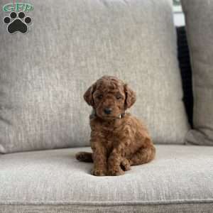 Chase, Mini Goldendoodle Puppy