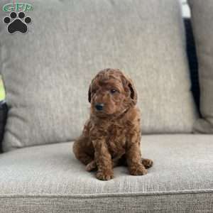 Cooper, Mini Goldendoodle Puppy