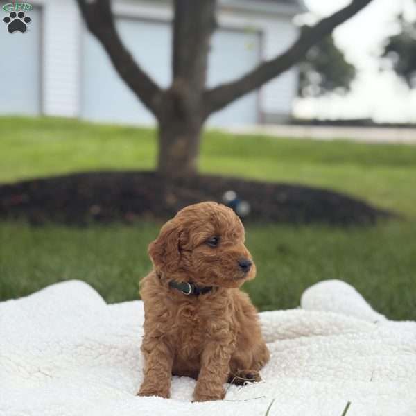 Cody, Mini Goldendoodle Puppy