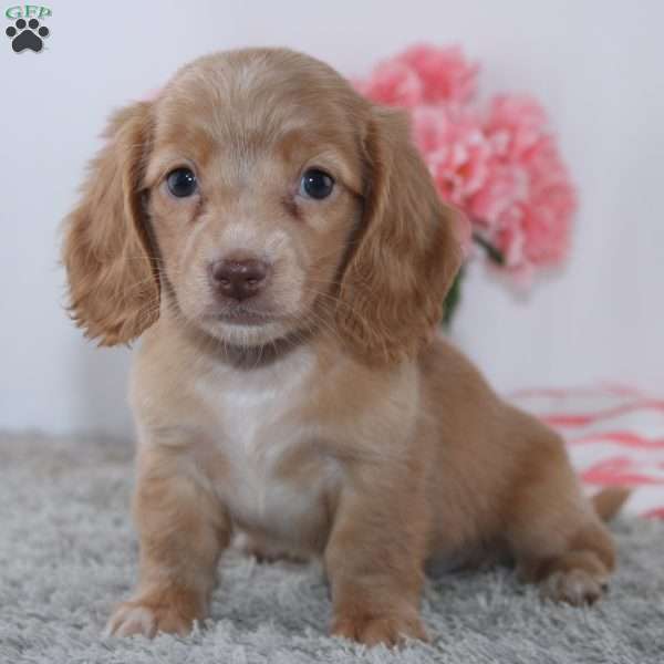 Ellen, Dachshund Puppy