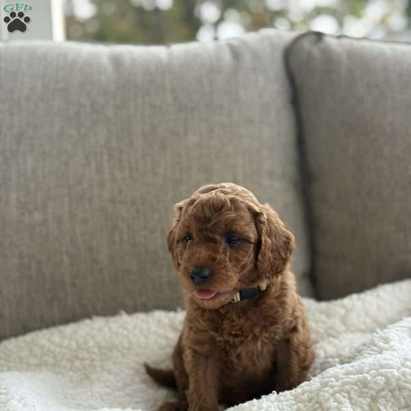 Comet, Mini Goldendoodle Puppy