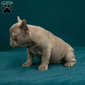 Callie, French Bulldog Puppy