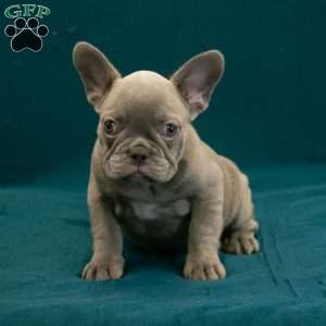 Callie, French Bulldog Puppy