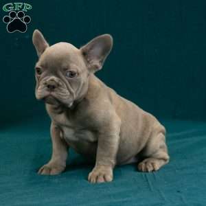 Callie, French Bulldog Puppy