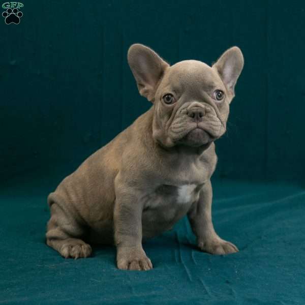Callie, French Bulldog Puppy