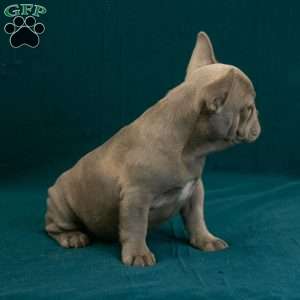 Callie, French Bulldog Puppy