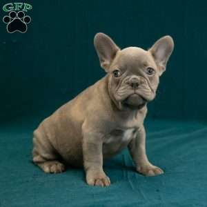 Callie, French Bulldog Puppy