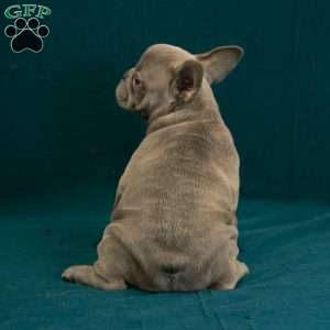 Callie, French Bulldog Puppy