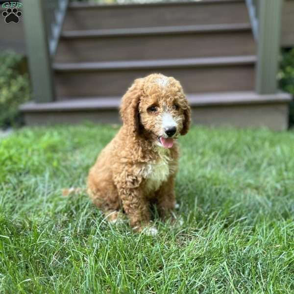 Biscuit, Mini Goldendoodle Puppy