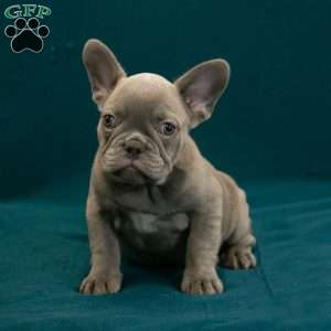 Callie, French Bulldog Puppy