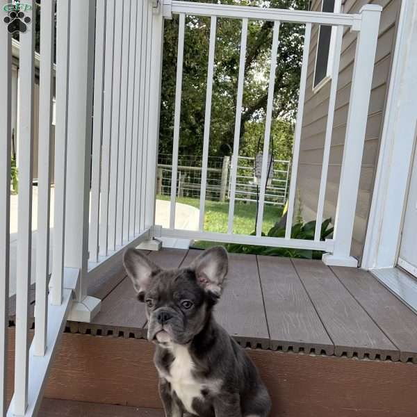 Shad, French Bulldog Puppy
