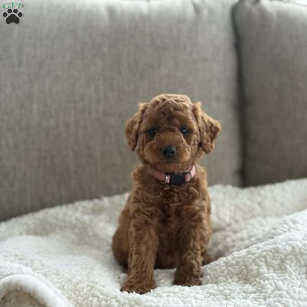 Candy, Mini Goldendoodle Puppy