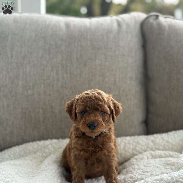 Chase, Mini Goldendoodle Puppy