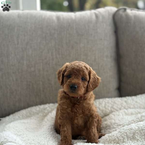 Cosmo, Mini Goldendoodle Puppy
