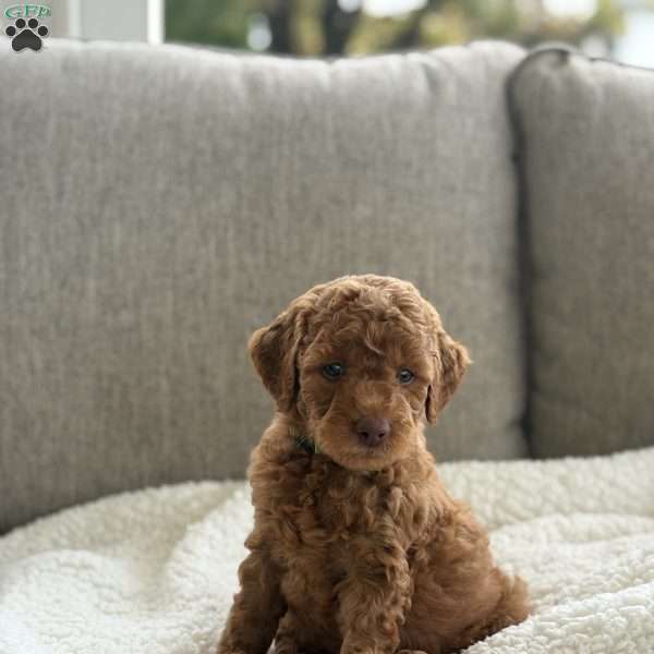Charlie, Mini Goldendoodle Puppy