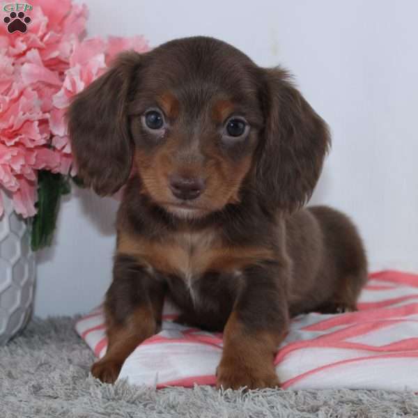 Edith, Dachshund Puppy