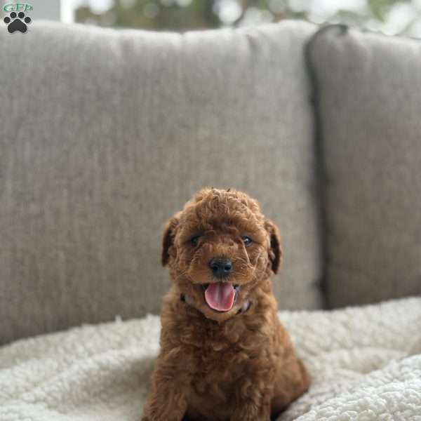 Cooper, Mini Goldendoodle Puppy