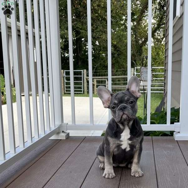 Sage, French Bulldog Puppy