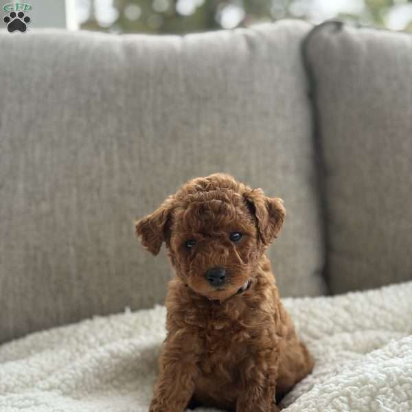 Chloe, Mini Goldendoodle Puppy
