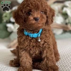 Scout, Toy Poodle Puppy