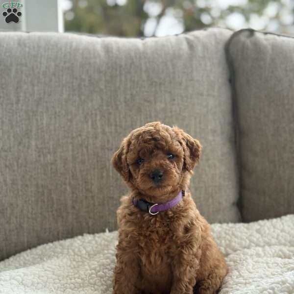 Callie, Mini Goldendoodle Puppy