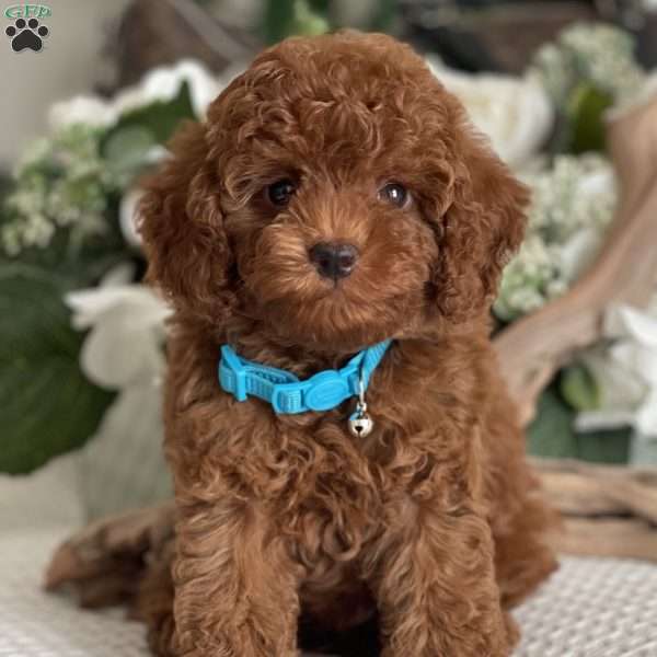 Scout, Toy Poodle Puppy