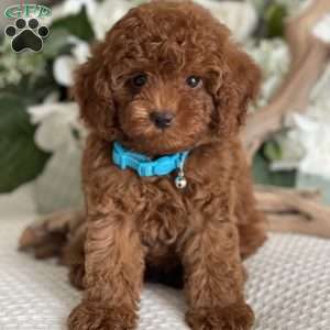 Scout, Toy Poodle Puppy