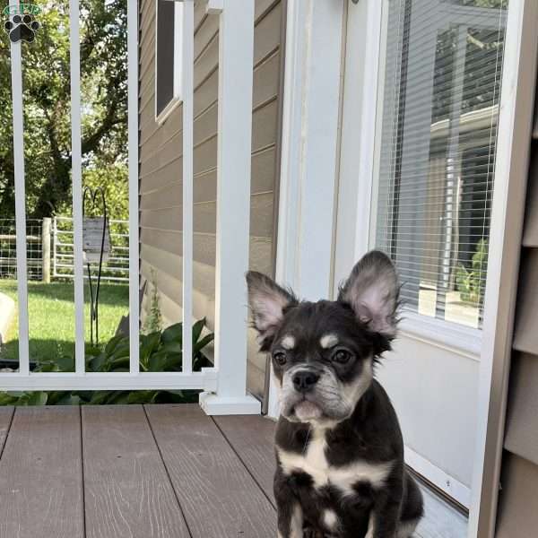 Sasha, French Bulldog Puppy