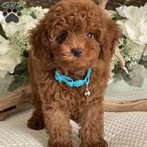 Scout, Toy Poodle Puppy